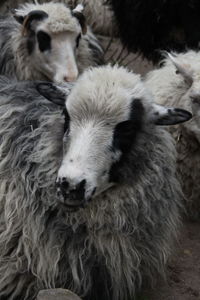 Close-up of sheep