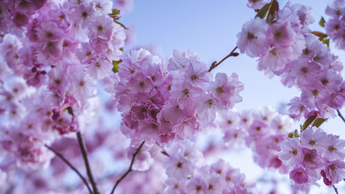 Low angle view of cherry blossom