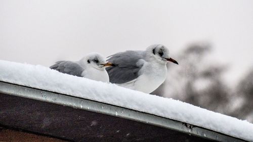 Close-up of bird perching on railing