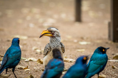 Close-up of birds