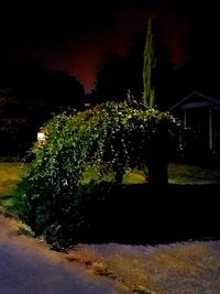 Plants and trees against sky at night