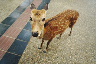 High angle view of deer standing on footpath