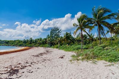 Scenic view of palm trees on beach against sky