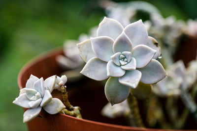 Close-up of succulent plant outdoors