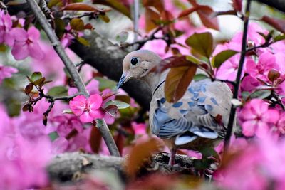 Close-up of bird perching on pink flowers