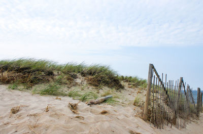 Plants on beach against sky