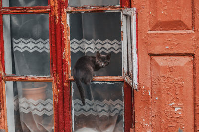 Cat looking through window