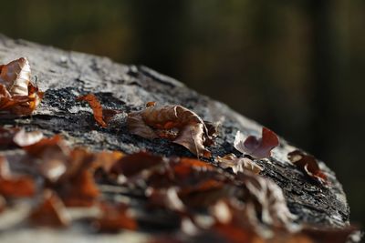 Close-up of lizard on autumn leaf