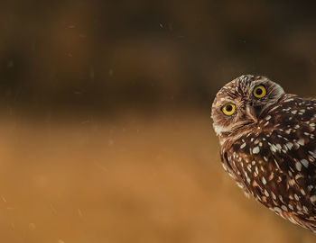 Close-up portrait of owl outdoors