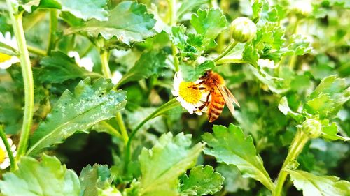 Close-up of insect on leaf