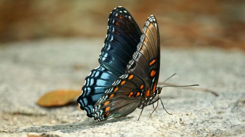 Close-up of butterfly