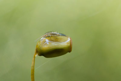 Close-up of a bud