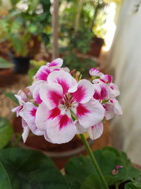 Close-up of pink flowers blooming outdoors