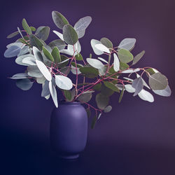 A branch of silver eucalyptus with round leaves is in a vase on a dark background.