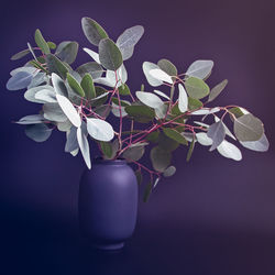 Close-up of potted plant against white background