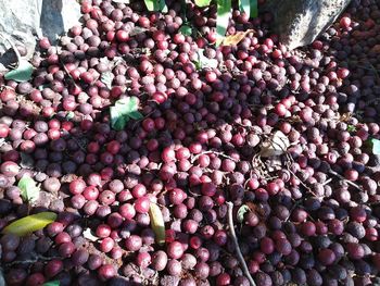 High angle view of fruits for sale in market