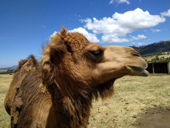 Close-up of a camel on field