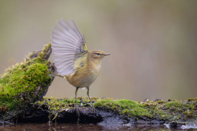 Close-up of bird perching on a plant