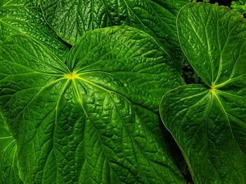 Full frame shot of fresh green leaf