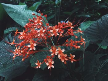 Close-up of red flowering plant