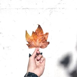 Cropped hand of man holding autumn leaf by white wall