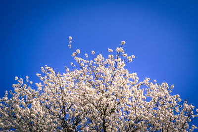 Low angle view of cherry blossoms against blue sky