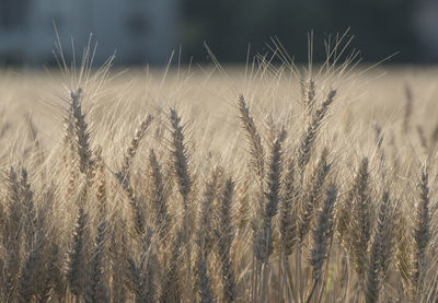 Close-up of wheat growing on field