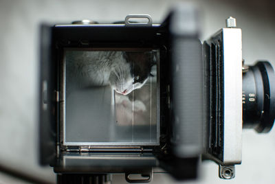 Close-up of cat photograph on camera