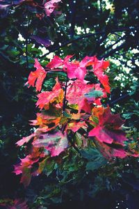 Close-up of bougainvillea on tree