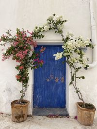 Potted plants against wall and building