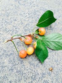 Close-up of fruits