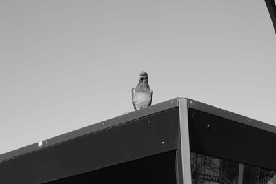 Low angle view of eagle perching against clear sky