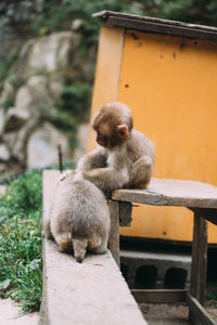 Monkeys sitting on stone wall