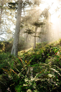 Sunlight streaming through trees in forest