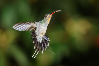 Green hermit - phaethornis guy in rara avis reserve