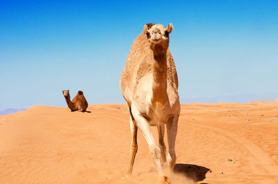 View of camel at desert against clear blue sky