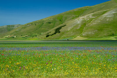 Scenic view of grassy field against sky