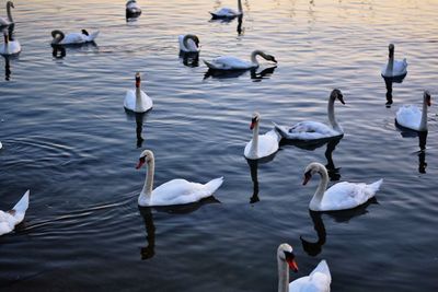 High angle view of swans swimming in lake