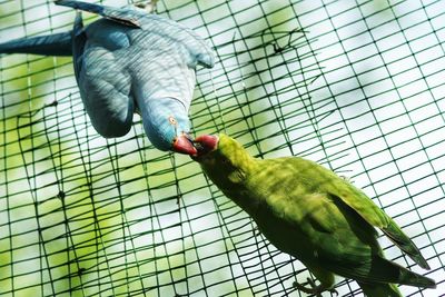 Close-up of parrots in cage