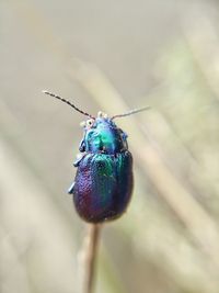 Close-up of insect on leaf