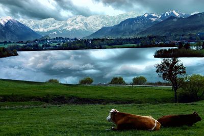 Horse on field by lake against sky