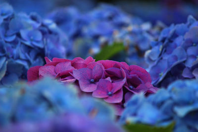 Close-up of pink rose flower
