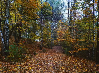 Trees in forest