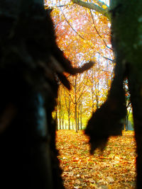 Autumn leaves on tree trunk