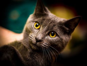 Close-up portrait of tabby cat