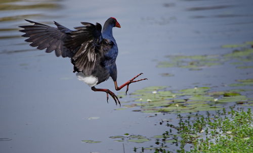 Bird flying over lake