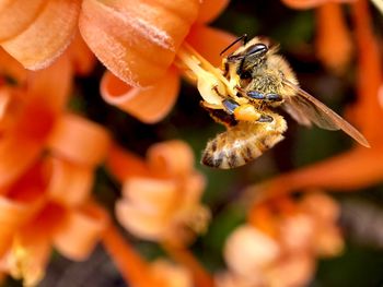 Close-up of bee pollinating on flower
