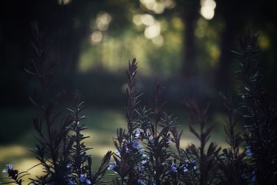 Close-up of fresh plants in sunlight