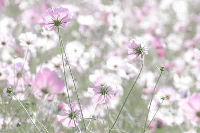 Close-up of purple wildflowers