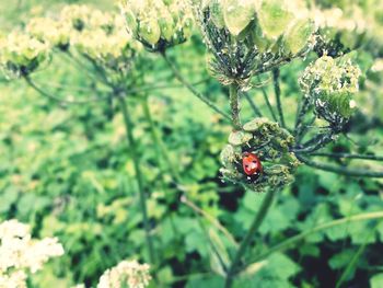 Close-up of ladybug on plant